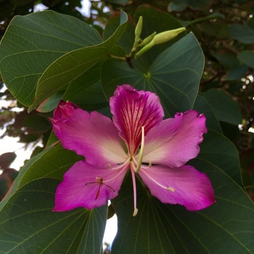 بذور شجرة بوهينيا خف ‫الجمل