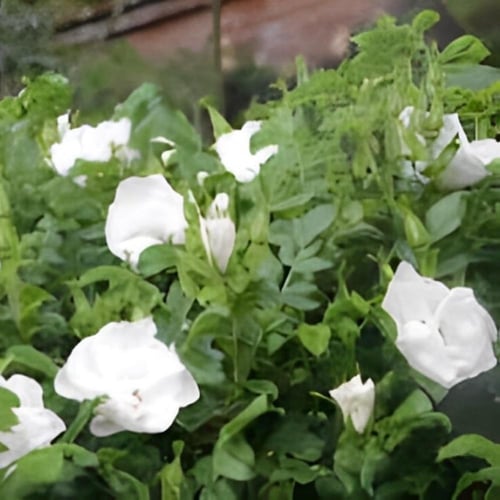 بذور الورد الجوري الياباني الابيض