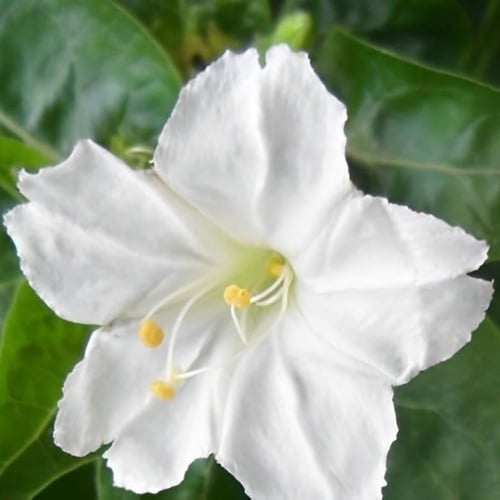 بذور شجرة الساعة الرابعة البيضاء - شب الليل