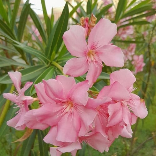 بذور شجرة الدفلة الزهرية البيضاء