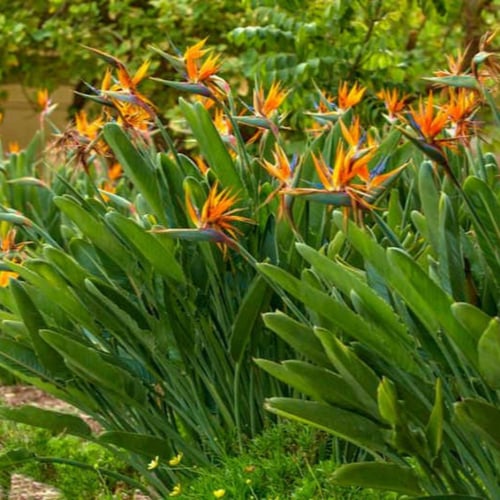 بذور شجرة عصفور الجنة أوجاستا