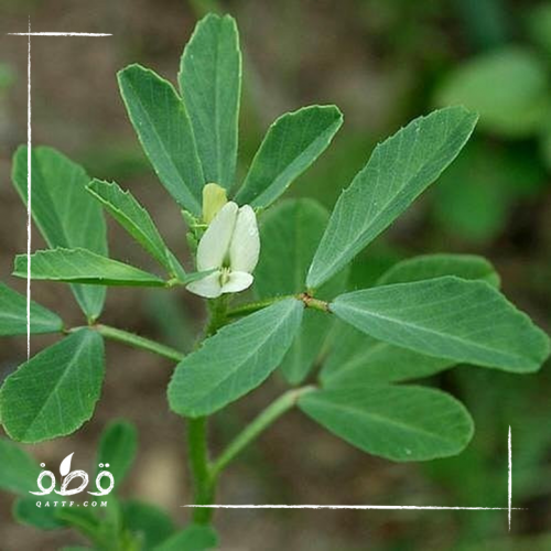 بذور الحلبة البلدي