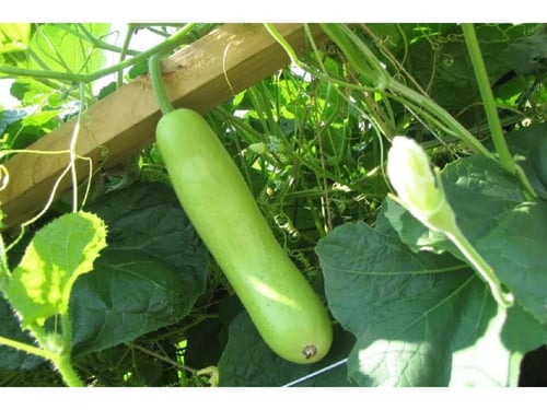 بذور القرع الأخضر الطويل اليقطين F1 هجين