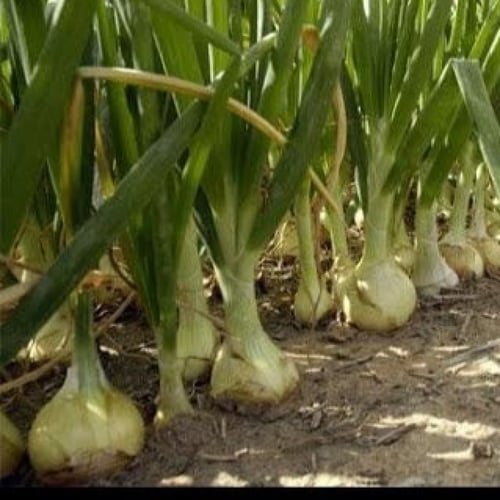 بذور البصل الهندي