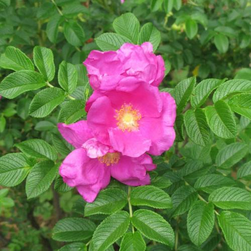 بذور الورد الجوري الياباني الوردي