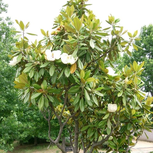 بذور شجرة ماغنوليا العطرية