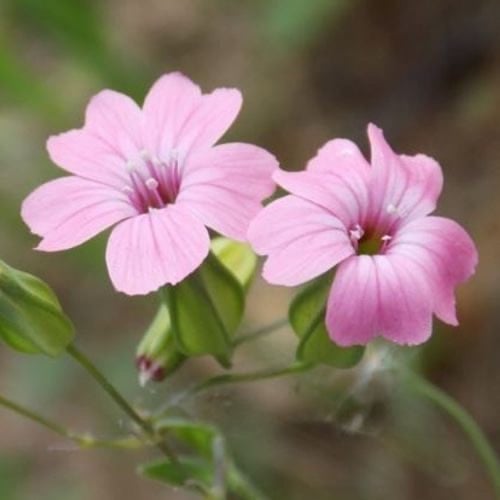 جملة بذور زهرة الدهدهان الوردي المحمر