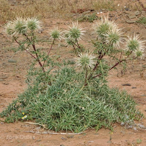 بذور عشبة شوكة الجمل البرية