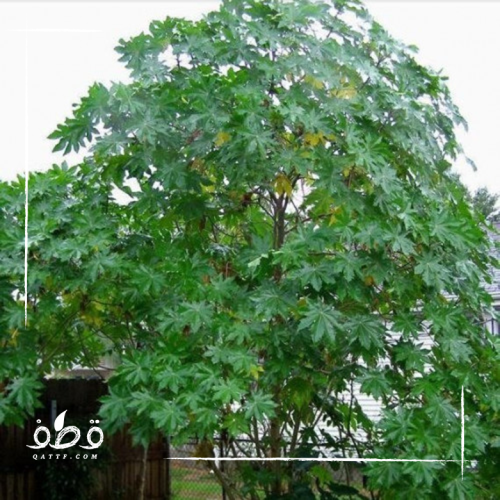 جملة 500 بذرة من بذور شجرة الخروع البلدي