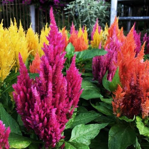 جملة 2000 بذرة من سيلوسيا بلوموس مكس