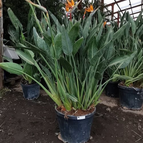 بذور شجرة عصفور الجنة أوجاستا