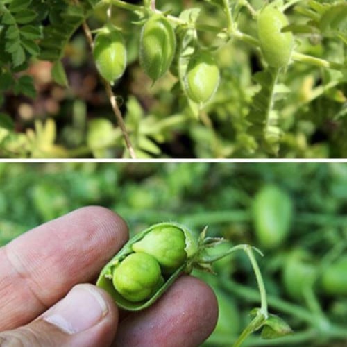 بذور شجرة الحمص