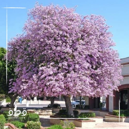 جملة 200 بذرة من شجرة بوهينيا خف الجمل