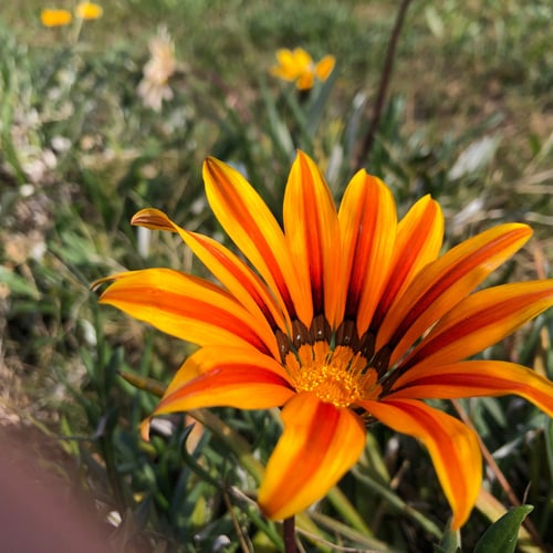 بذور زهرة جازانيا متعددة الألوان