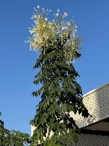 بذور شجرة الياسمين ميلينقتونيا العطرية