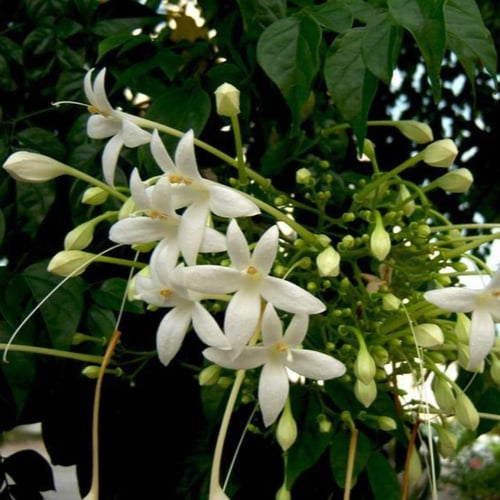 بذور شجرة الياسمين ميلينقتونيا العطرية