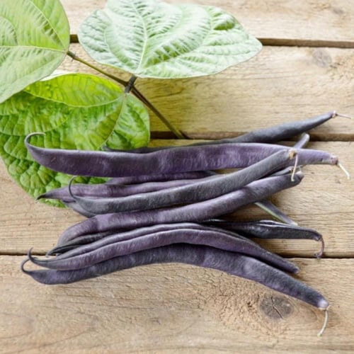 بذور الفاصوليا الارجوانية