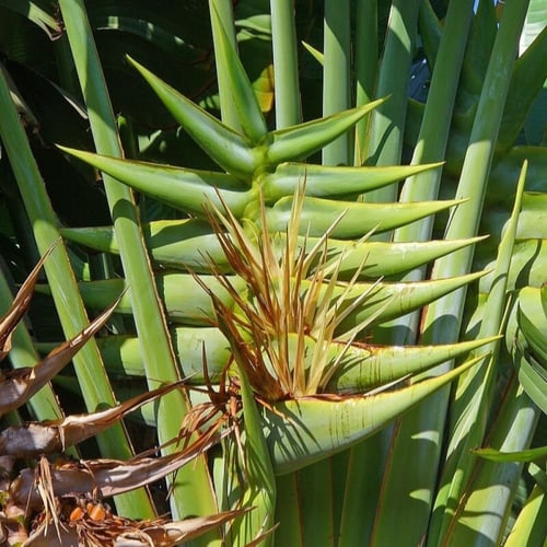 بذور نخيل الموز الكاذب رافينالا