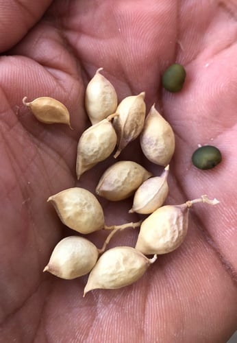 بذور شجيرة الرتم