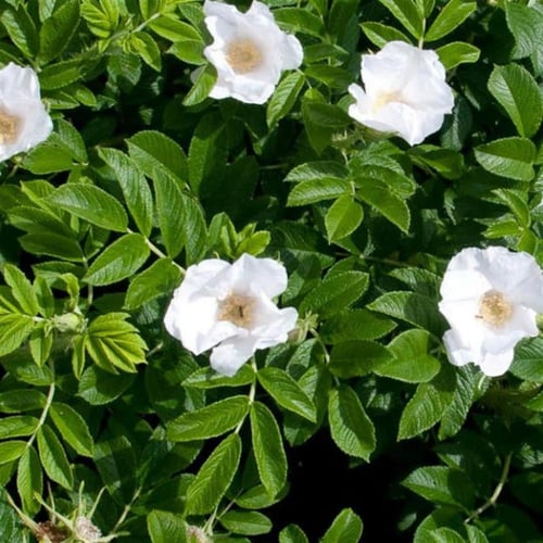 بذور الورد الجوري الياباني الابيض