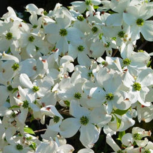 بذور شجرة كورنوس فلوريدا البيضاء