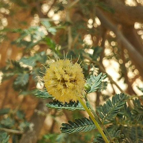 بذور طلح الرديانا الاشبهان