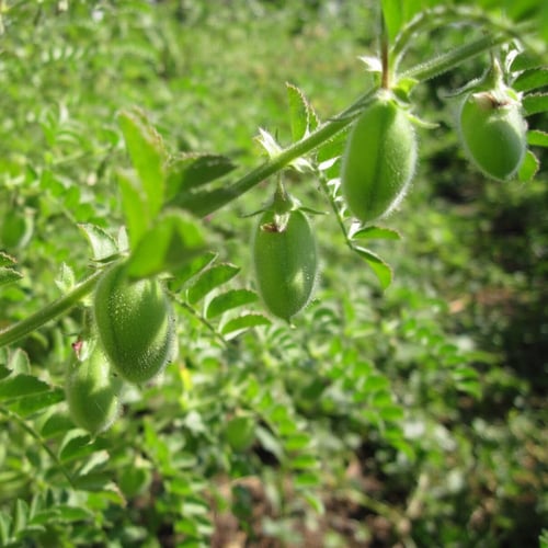 بذور شجرة الحمص