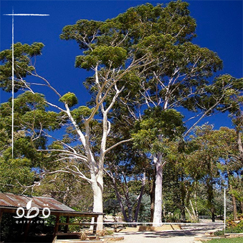 بذور كافور ليموني الأوكالبتوس الكينا