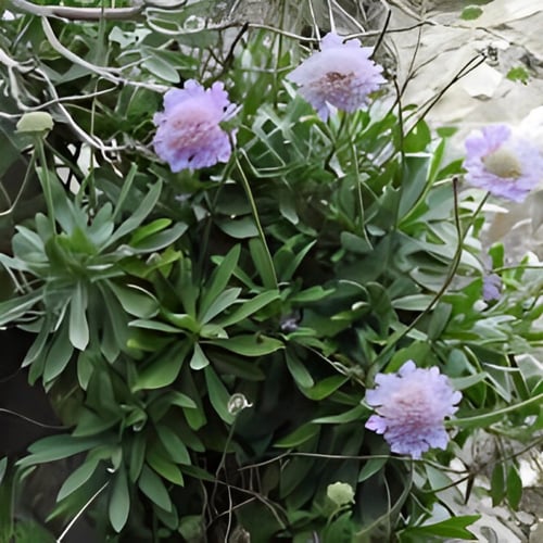 بذور طربة ام قلاص البنفسجية