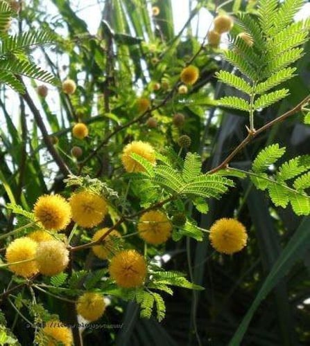 جملة بذور شجرة القرض النيلي بالوزن