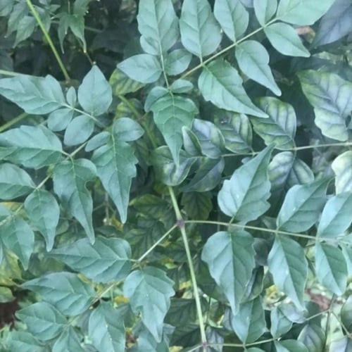 بذور شجرة الياسمين ميلينقتونيا العطرية