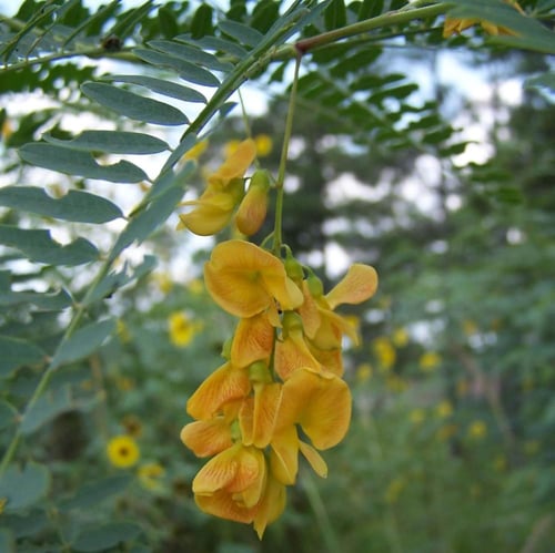 بذور شجيرة السيسبان الصفراء