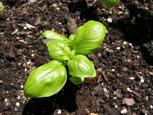 جملة 2000 بذرة من الريحان الايطالي عريض الاوراق عض...