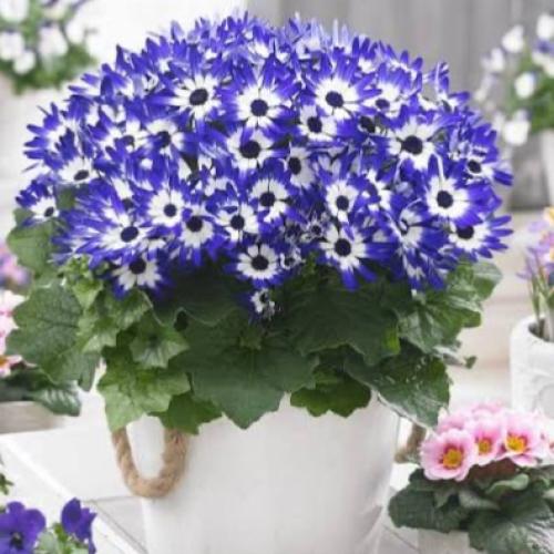 بذور زهرة سينيراريا الملونة