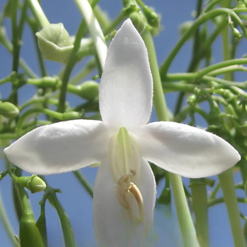 بذور شجرة الياسمين ميلينقتونيا العطرية