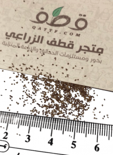 جملة 5000 بذرة من الارقة أو الجريد أو الارجة او ال...