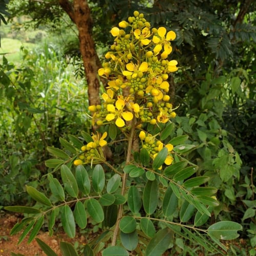 بذور شجرة سينا سياميا