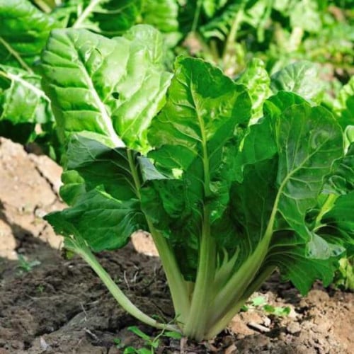 بذور السلق البلدي