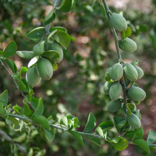 بذور شجرة الهجليج البرية