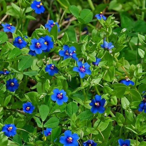 جملة 2000 بذرة من بذور عين القط البرية