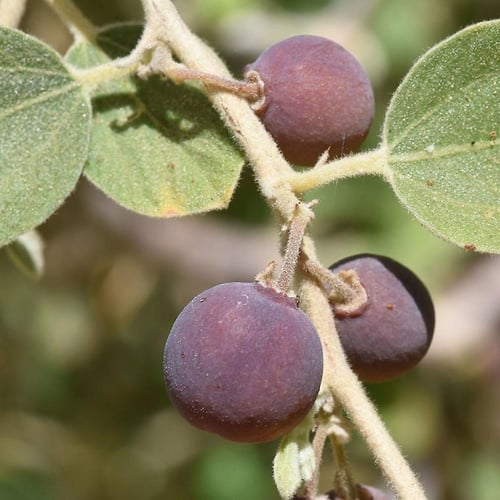 بذور السدر الفياض البري