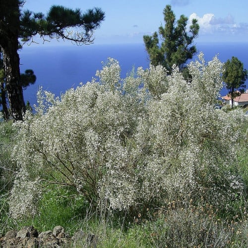 بذور شجيرة الرتم