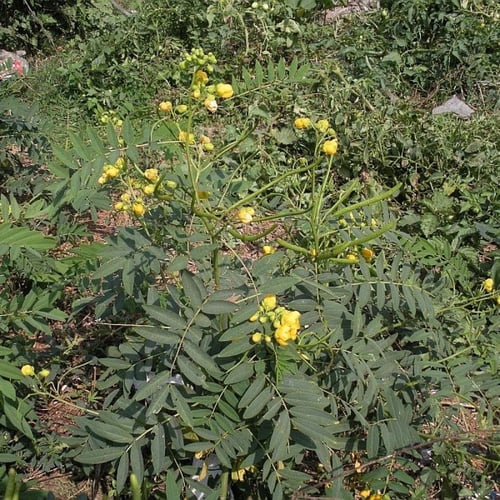 بذور كاسيا اوكدنتاليس سنا القهوة