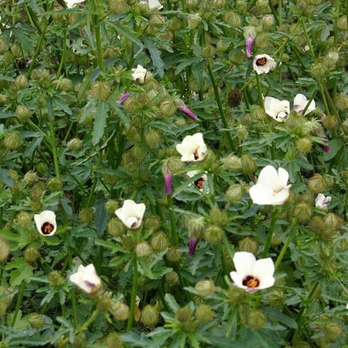 بذور زهرة هيبيسكس البيضاء