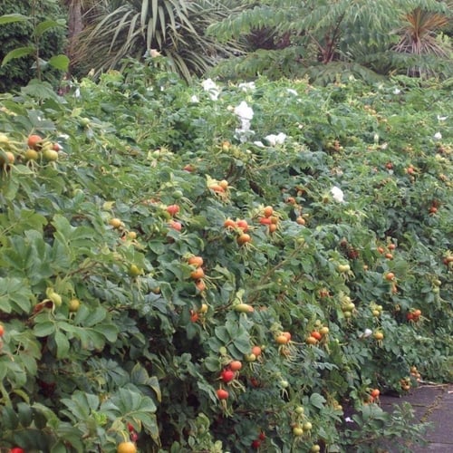 بذور الورد الجوري الياباني الوردي