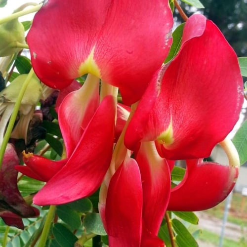 بذور شجيرة السيسبان الحمراء