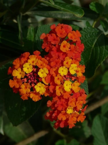 جملة 500 بذرة من لانتانا كمارا زهرة مينا