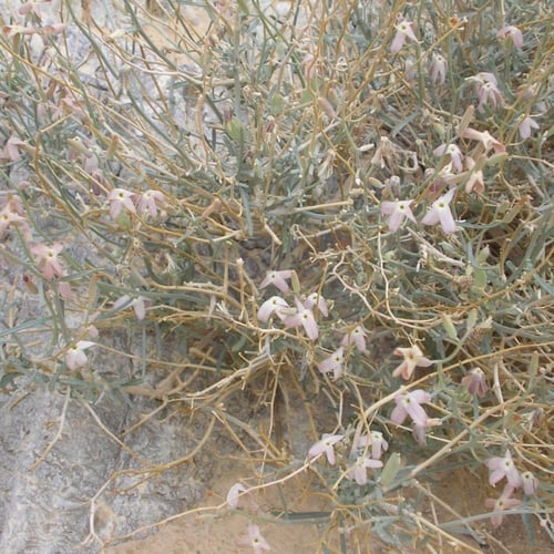 بذور الجريبا شجيرة الحمأة او الحمة البرية
