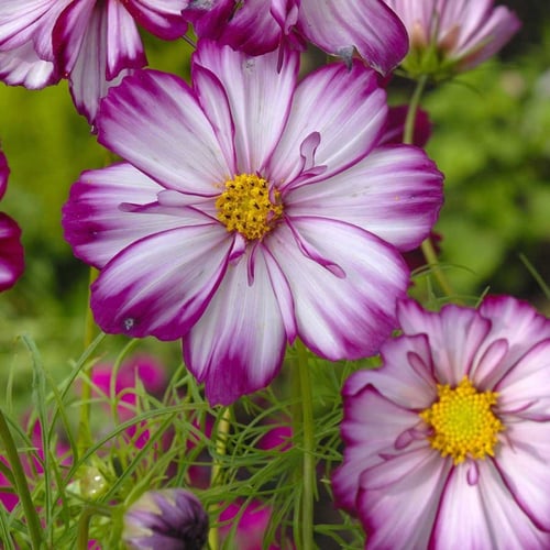 بذور زهرة كوزموس البيضاء بأطراف ارجوانية