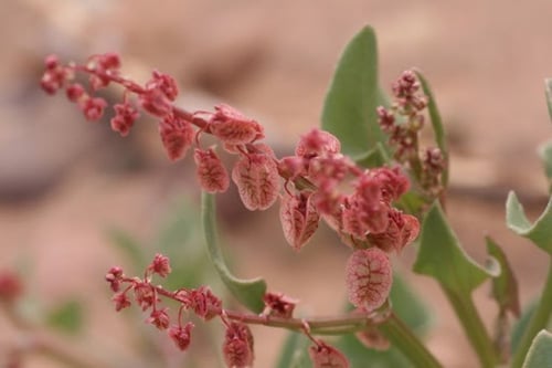 بذور الحميض البري